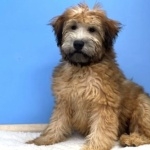 Soft-Coated Wheaten Terrier cute