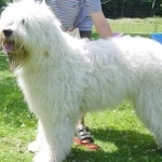 South Russian Ovcharka breed