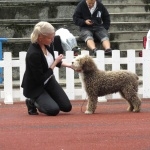 Spanish Water Dog full hd