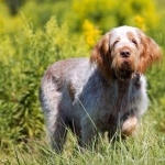 Spinone Italiano new wallpapers