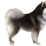 Swedish Lapphund full hd