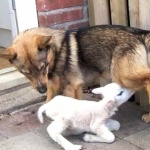 Swedish Vallhund photos