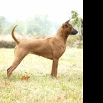 Thai Ridgeback new photos