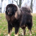 Tibetan Mastiff 1080p