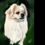 Tibetan Spaniel image