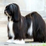 Tibetan Terrier wallpapers