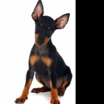 Toy Manchester Terrier breed