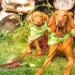 Vizsla hd photos