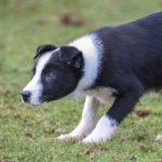 Welsh Sheepdog widescreen