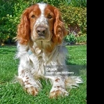 Welsh Springer Spaniel new wallpapers