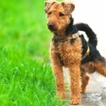 Welsh Terrier hd