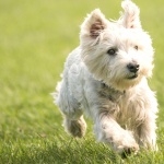 West Highland White Terrier hd desktop