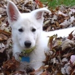 White Shepherd images