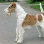 Wire Fox Terrier funny