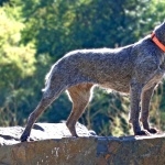 Wirehaired Pointing Griffon pic