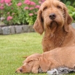 Wirehaired Vizsla photo