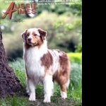 Australian Shepherd free wallpapers