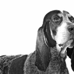 Basset Bleu de Gascogne new wallpapers