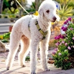 Bedlington Terrier breed