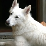 Berger Blanc Suisse new wallpapers