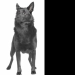 Black Norwegian Elkhound free download