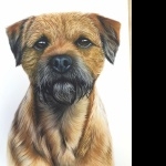 Border Terrier wallpaper