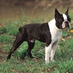 Boston Terrier hd photos