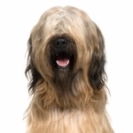 Briard photos