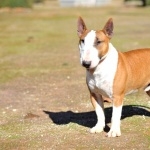 Bull Terrier high quality wallpapers