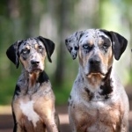 Catahoula Cur desktop