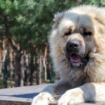 Caucasian Shepherd Dog wallpaper