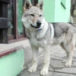 Czechoslovak Wolfdog new wallpaper