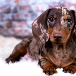 Dachshund download