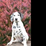 Dalmatian breed photos