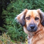 Estrela Mountain Dog download