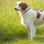 French Brittany breed pic