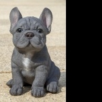 French Bulldog desktop