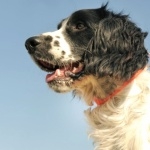 French Spaniel image