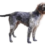 German Longhaired Pointer 1080p