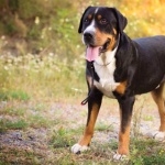 Greater Swiss Mountain Dog new photos