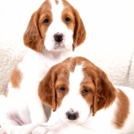 Irish Red and White Setter full hd