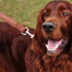 Irish Setter photos