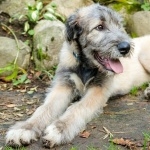 Irish Wolfhound full hd