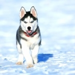 Labrador Husky widescreen