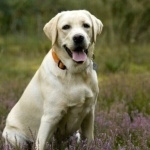 Labrador Retriever pic