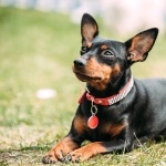 Miniature Pinscher wallpapers for desktop