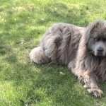 Newfoundland breed photo