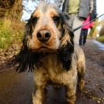 Norfolk Spaniel hd desktop