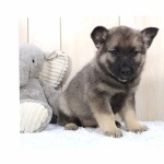 Norwegian Elkhound widescreen