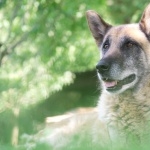 Old German Shepherd Dog free download